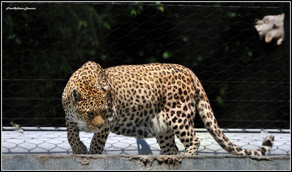 Leopardo