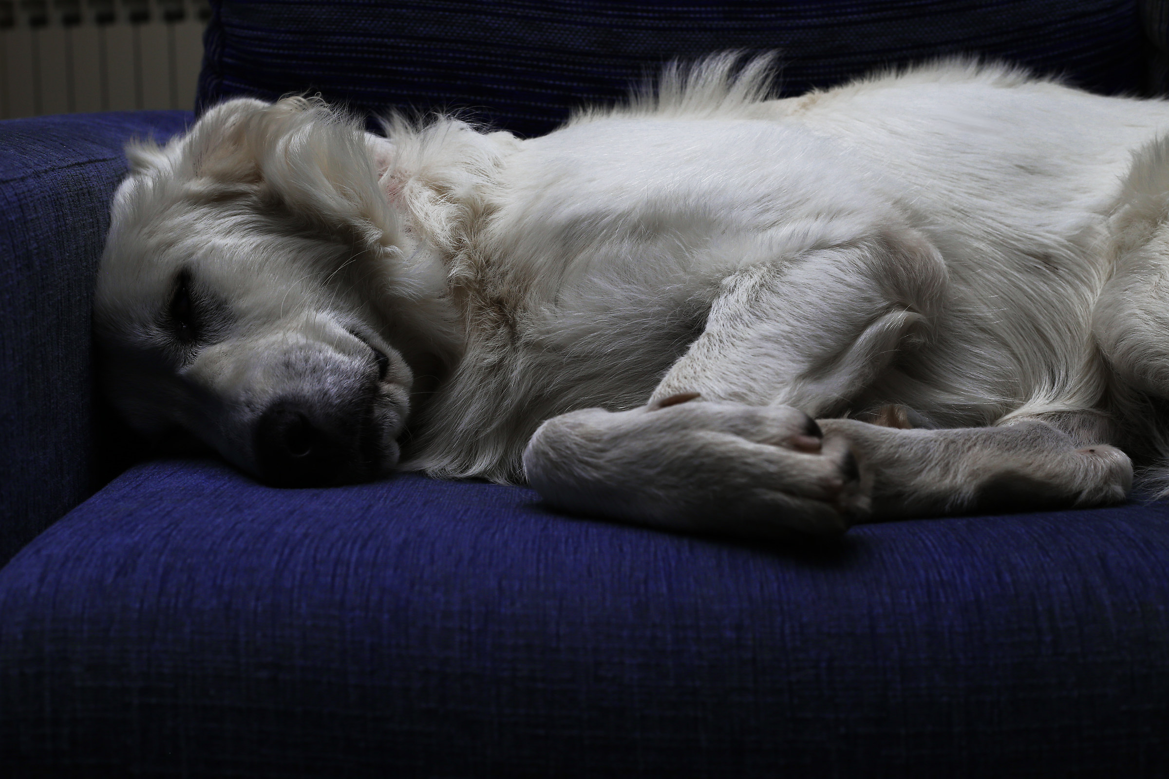 Ariel, puppy sleepyhead.