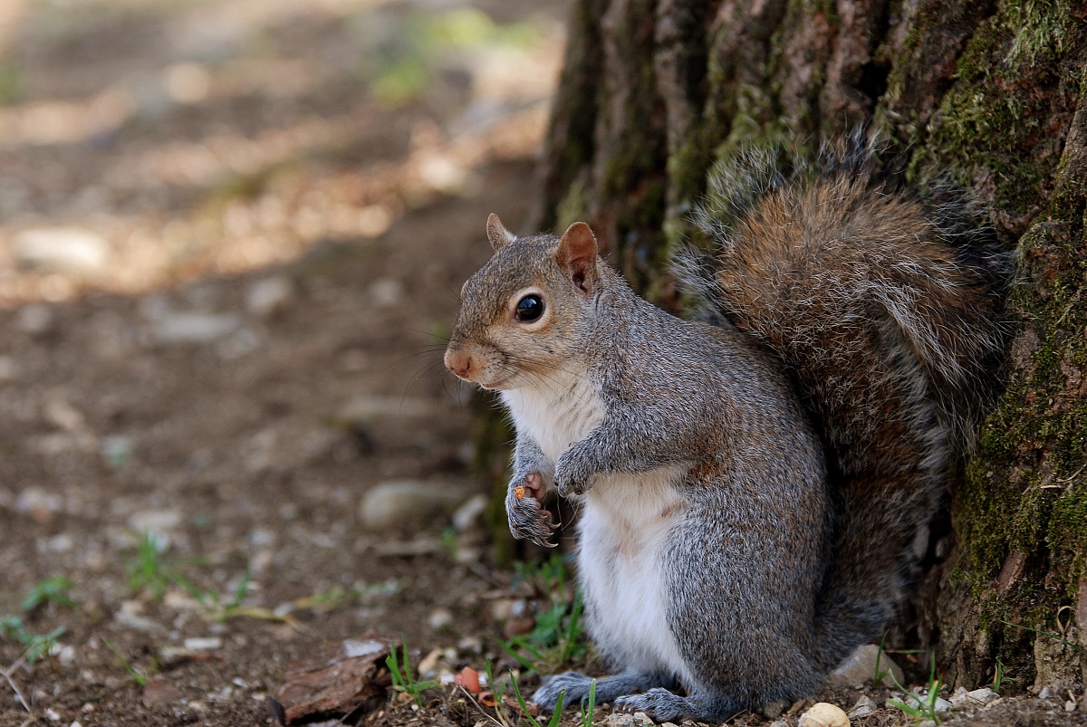 curious squirrel