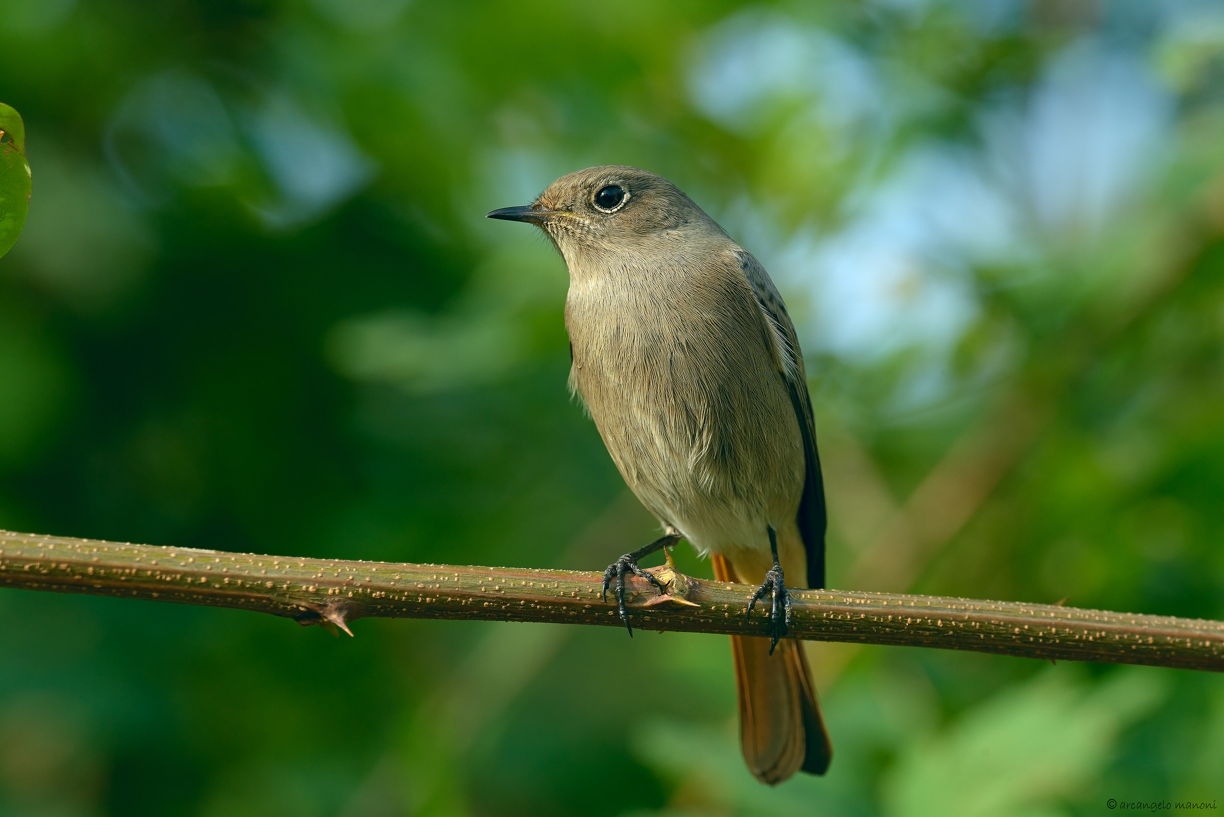 The redstart lookout