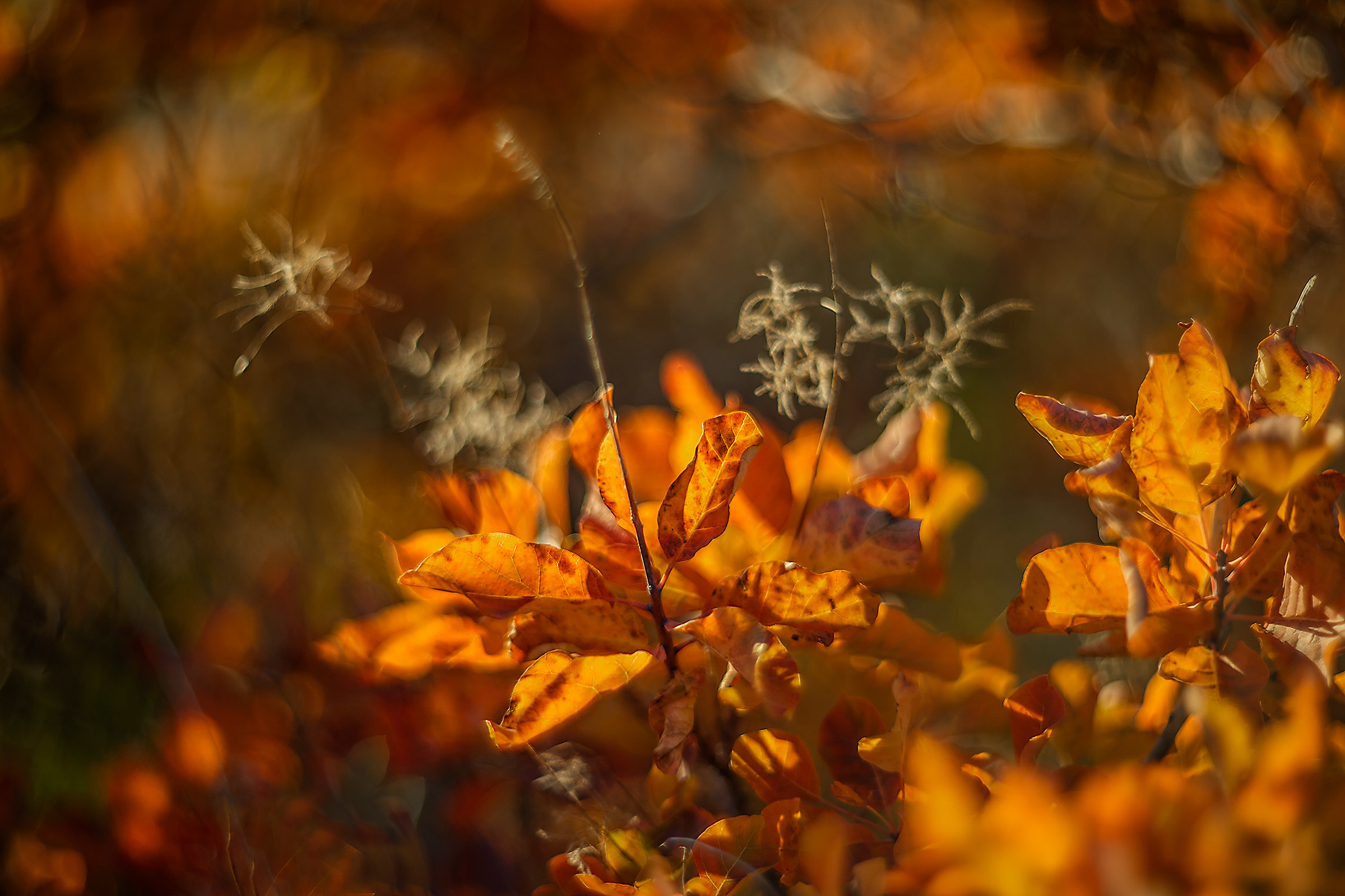 carso triestino scotani