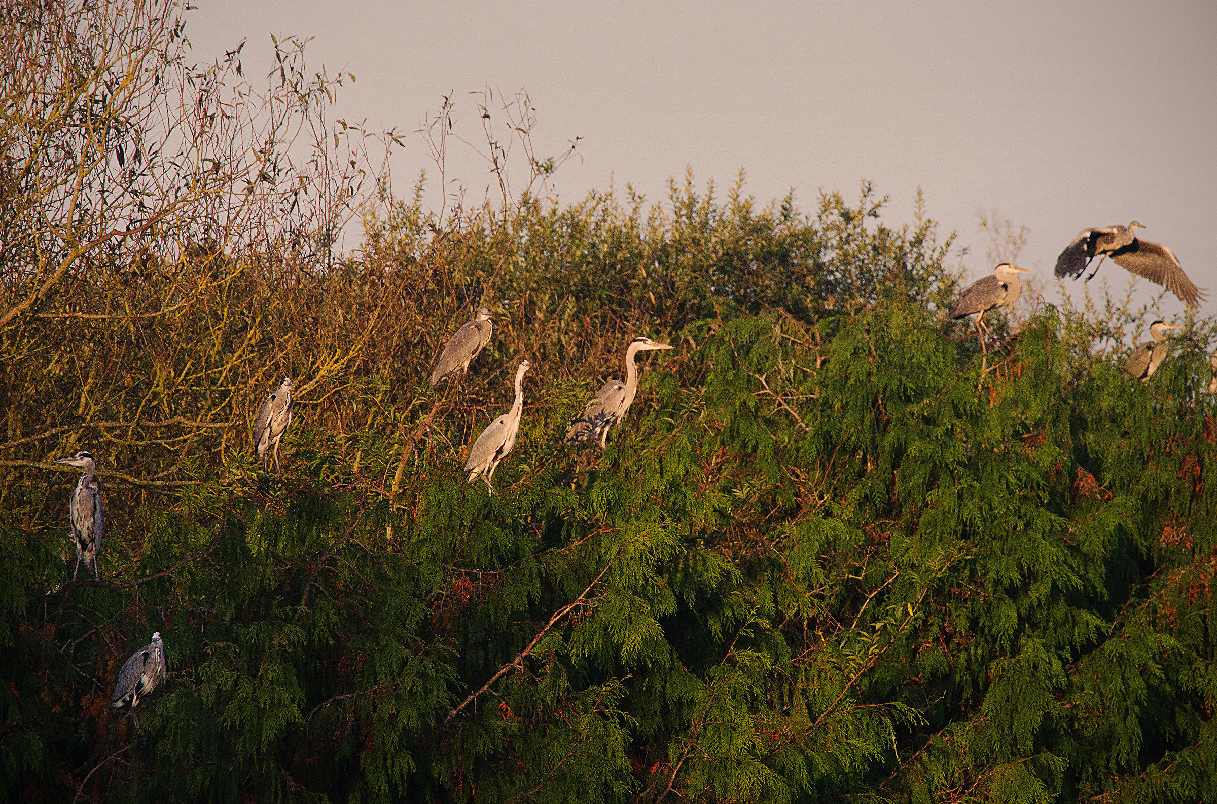 Nine Heron!