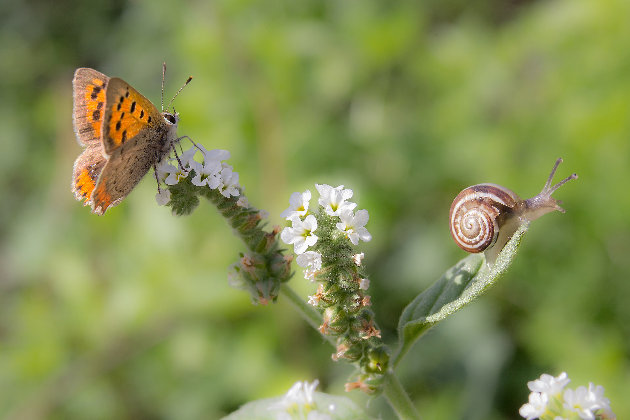 Solo le "antenne" in comune :-)