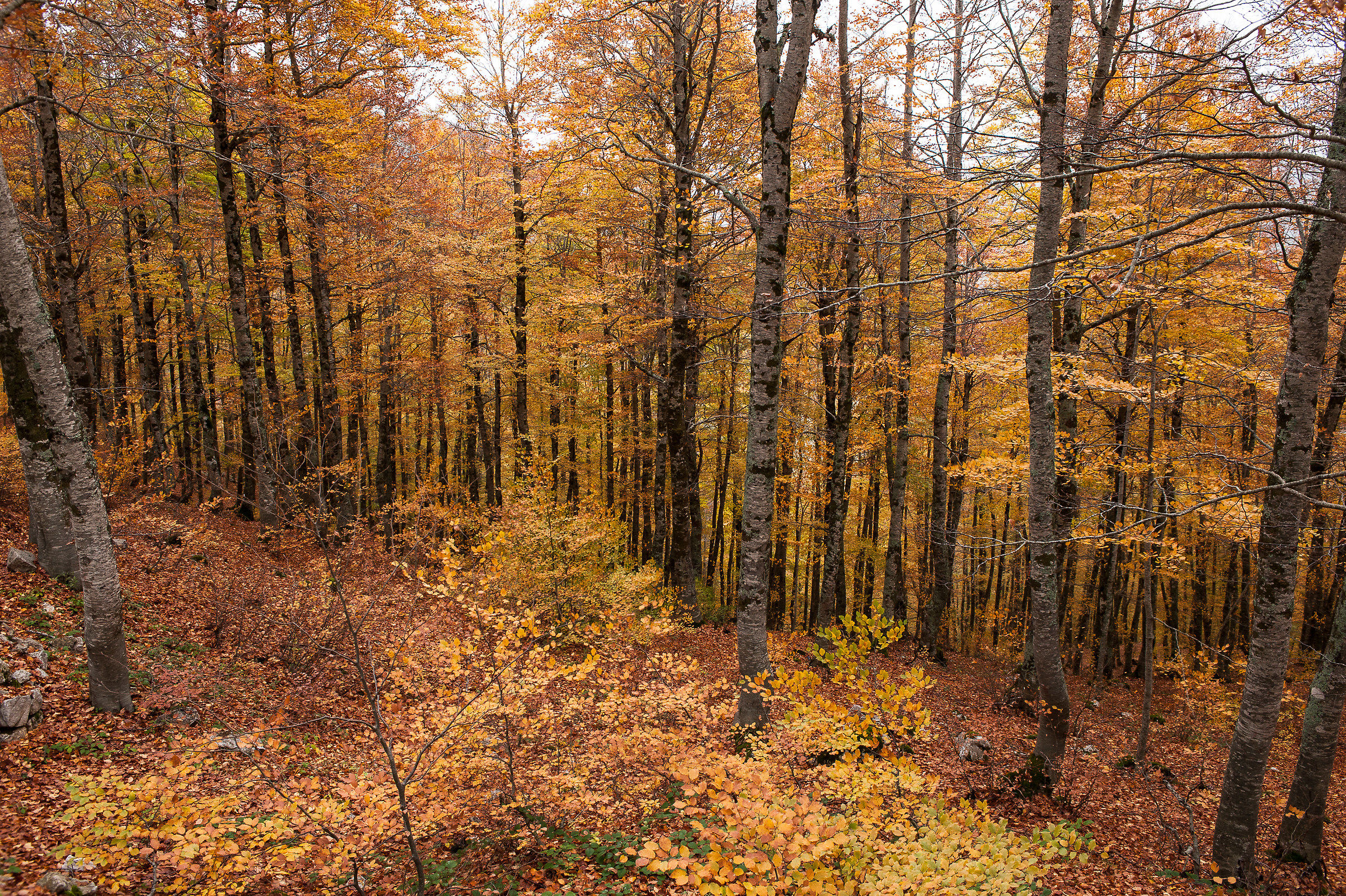 Parco Nazionale d'Abruzzo-Autunno 2015