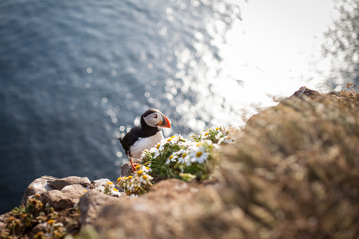 Puffin