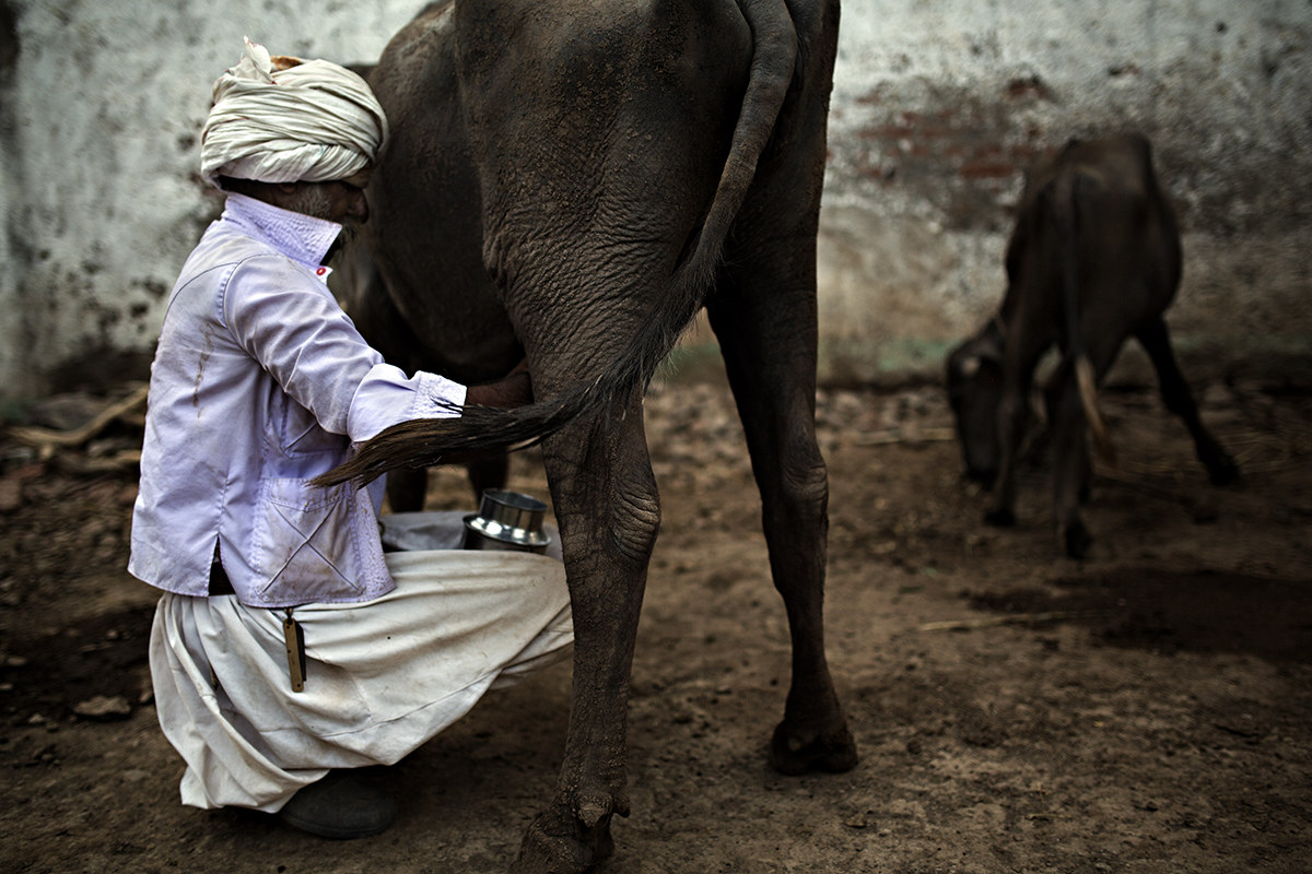Rabari tribe, pastors of Gujarat