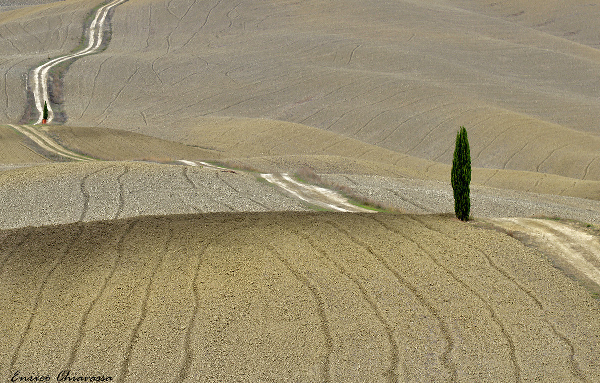 The sentinels of the Val d'Orcia
