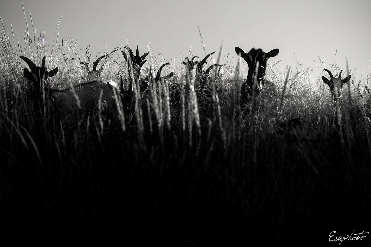 Welcome to our kingdom