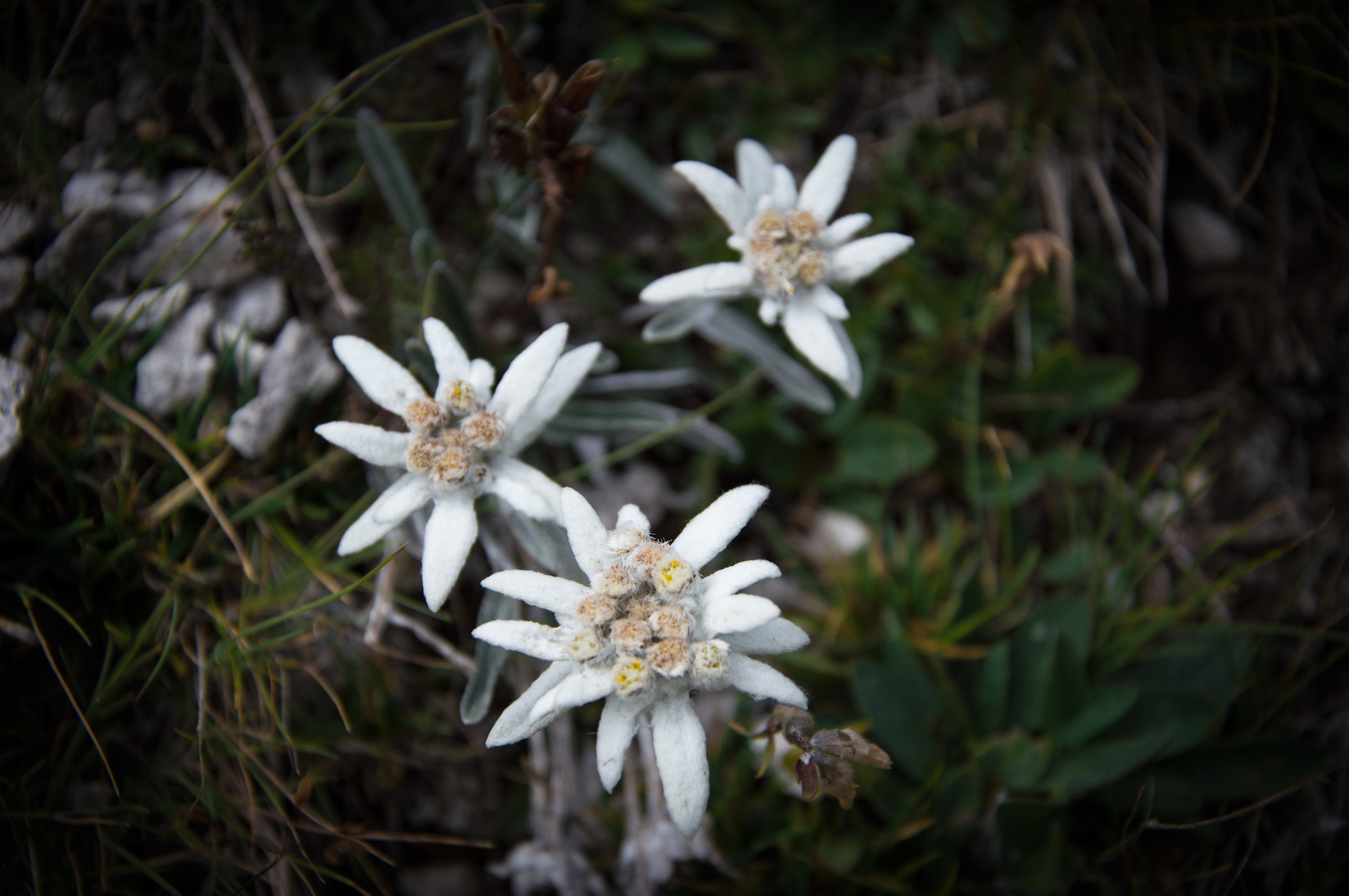 La regina delle Montagne
