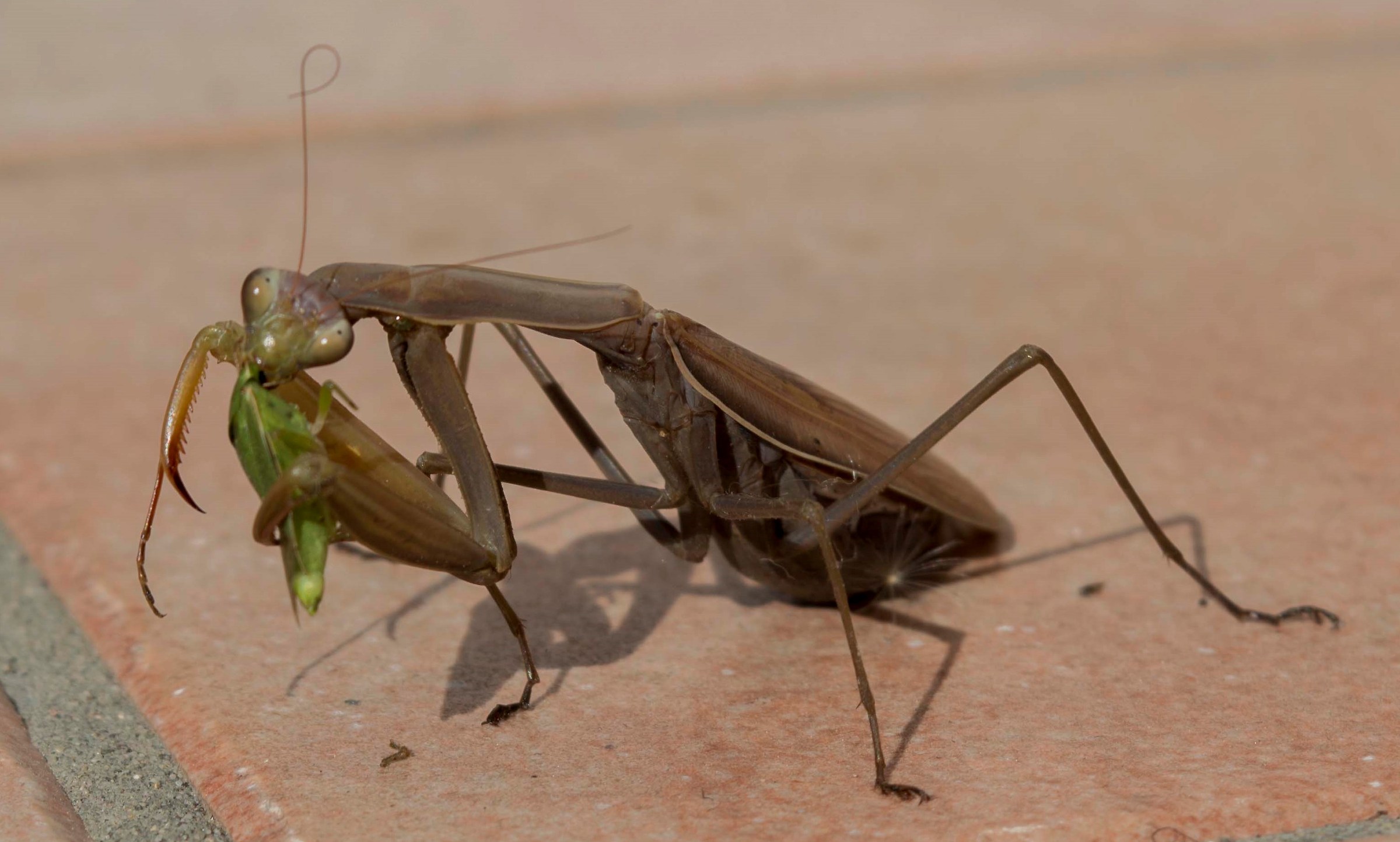 Praying mantis