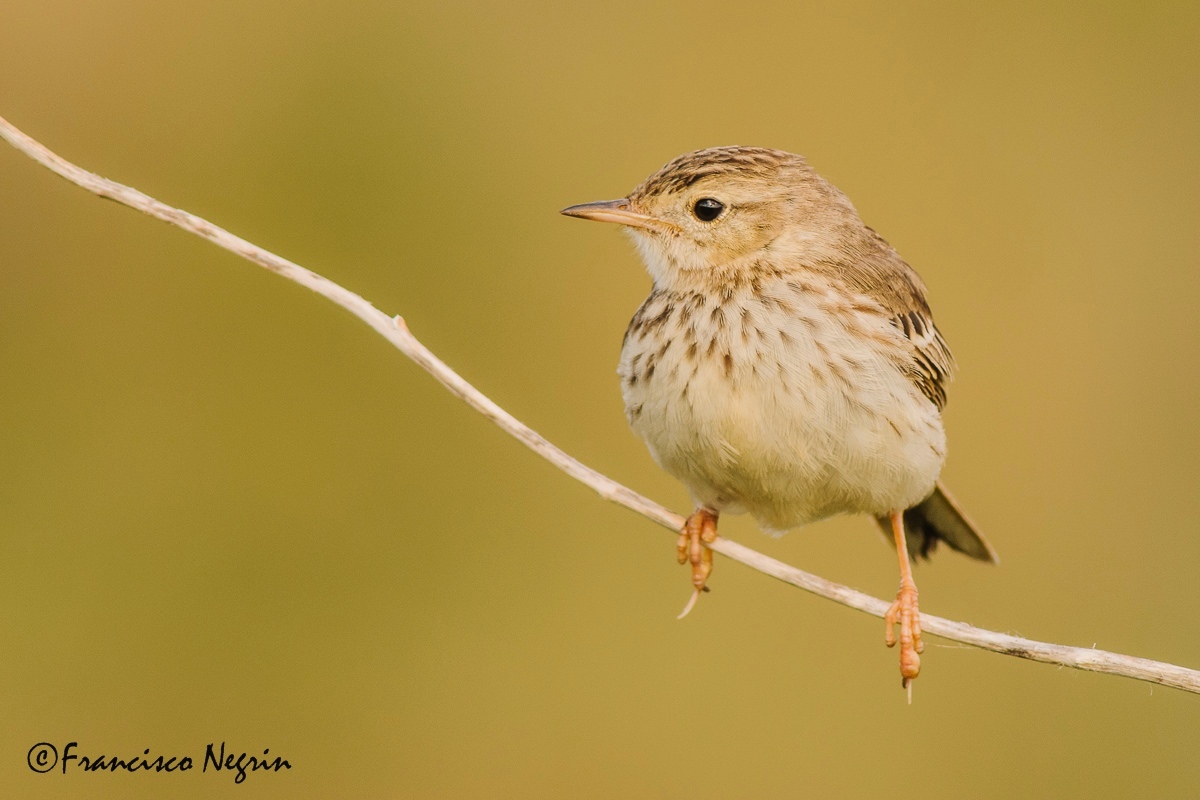 Berthelot's pipit.