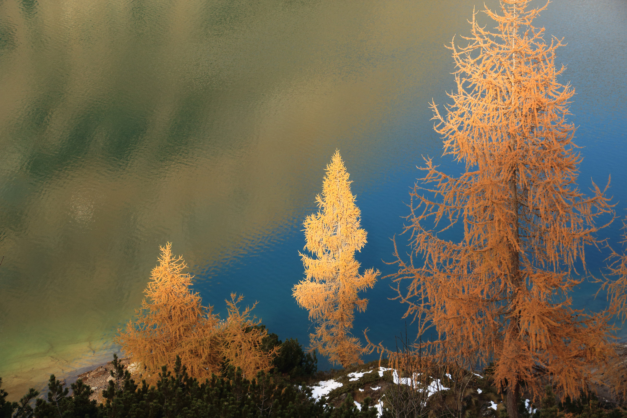 larici al lago Barbellino