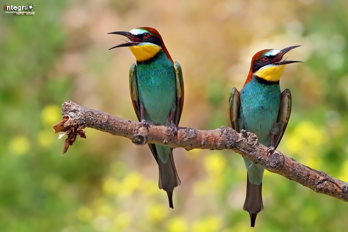 You look I look at this side of the (bee-eaters) no crop