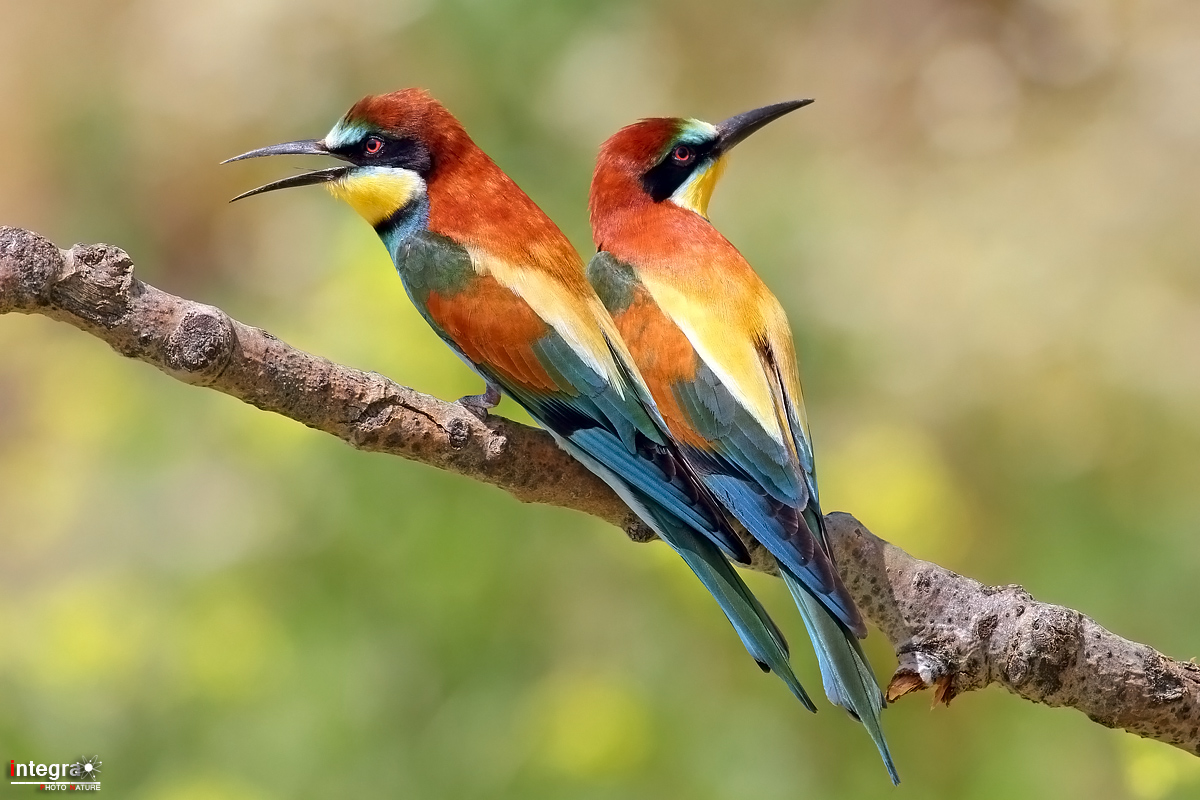 Di vedetta al nido ( gruccioni ) no crop