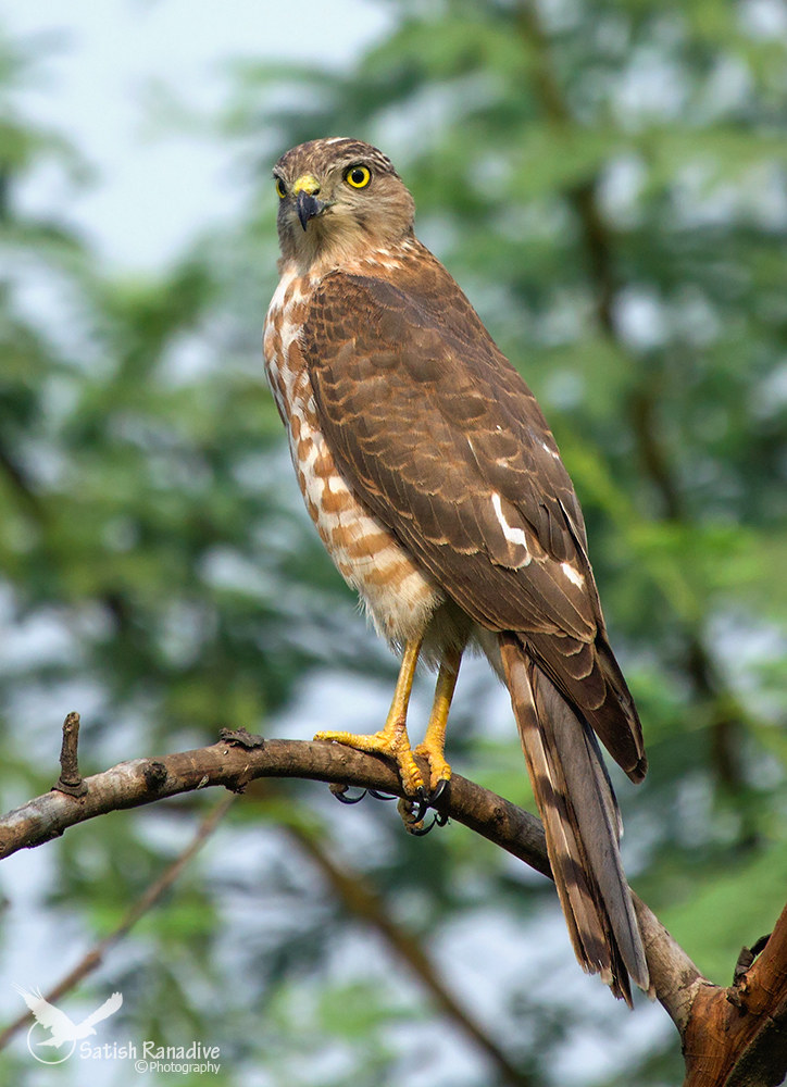Shikra, Juvenile.
