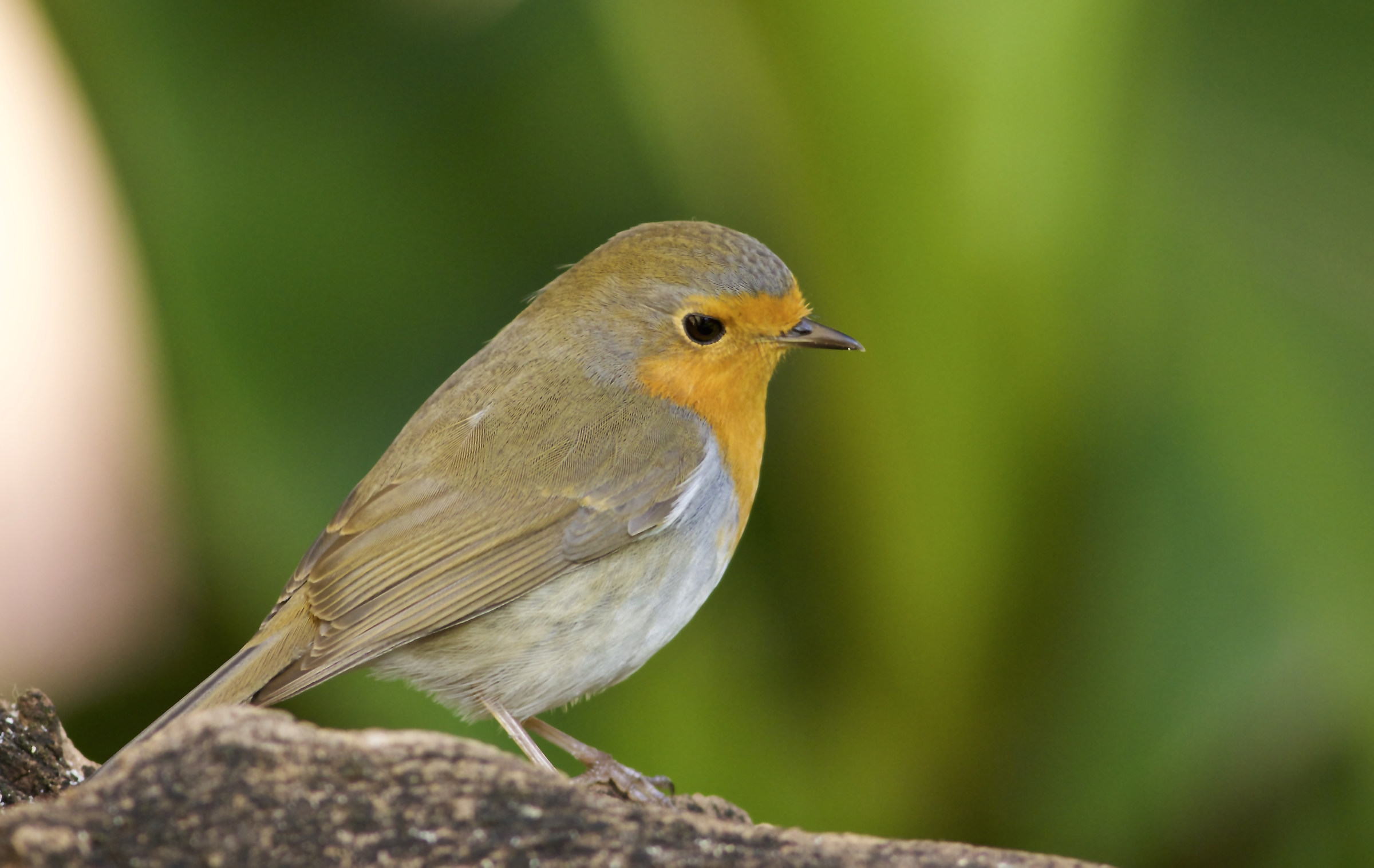 ancora il ritrovato 400 5.6