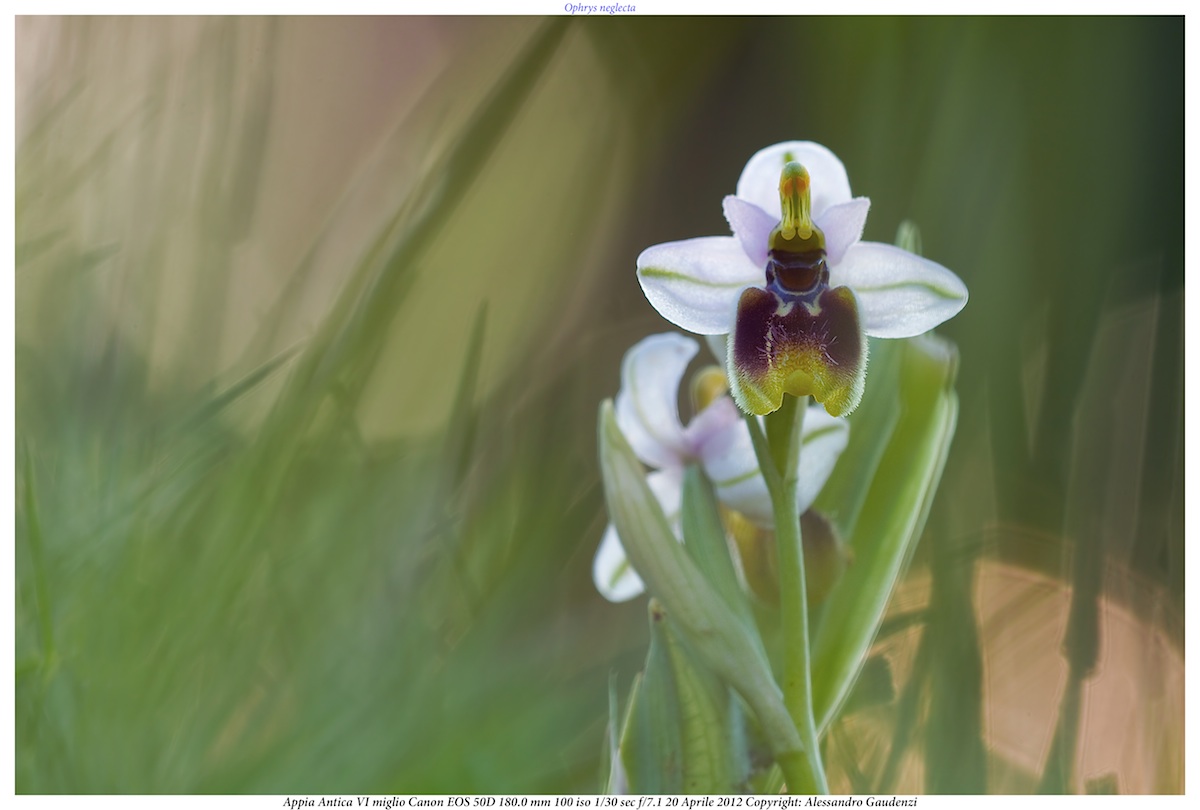 Ophrys neglecta