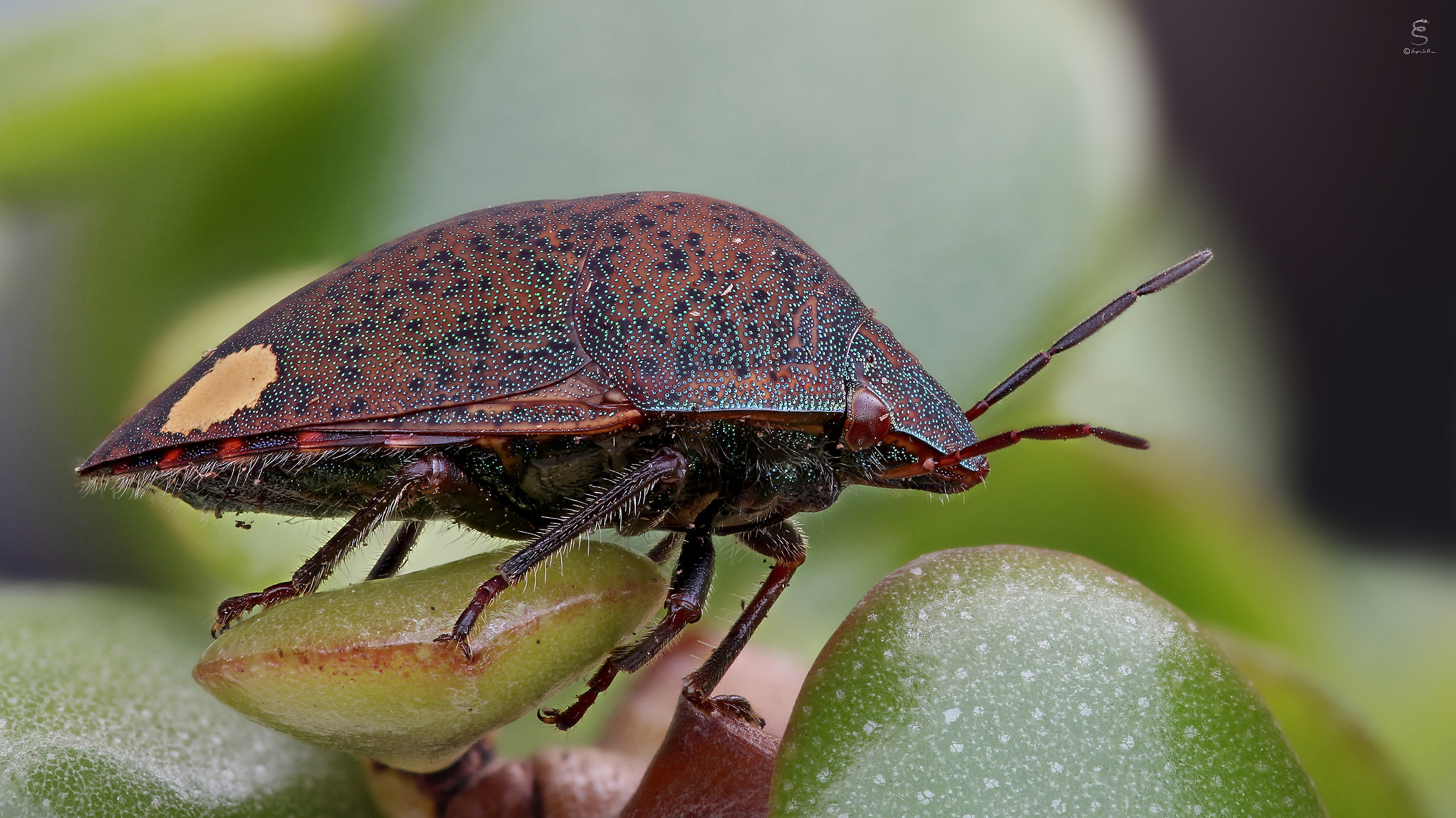 Solenosthedium bilunatum