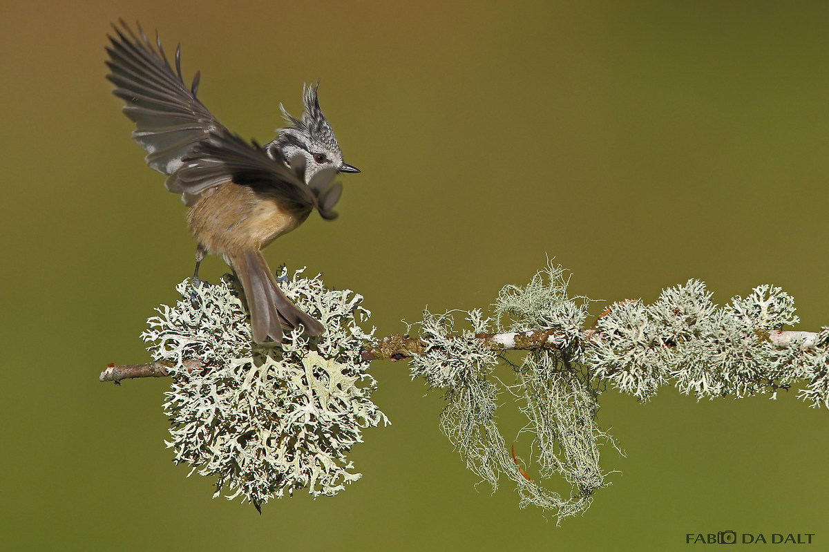 Crested tit