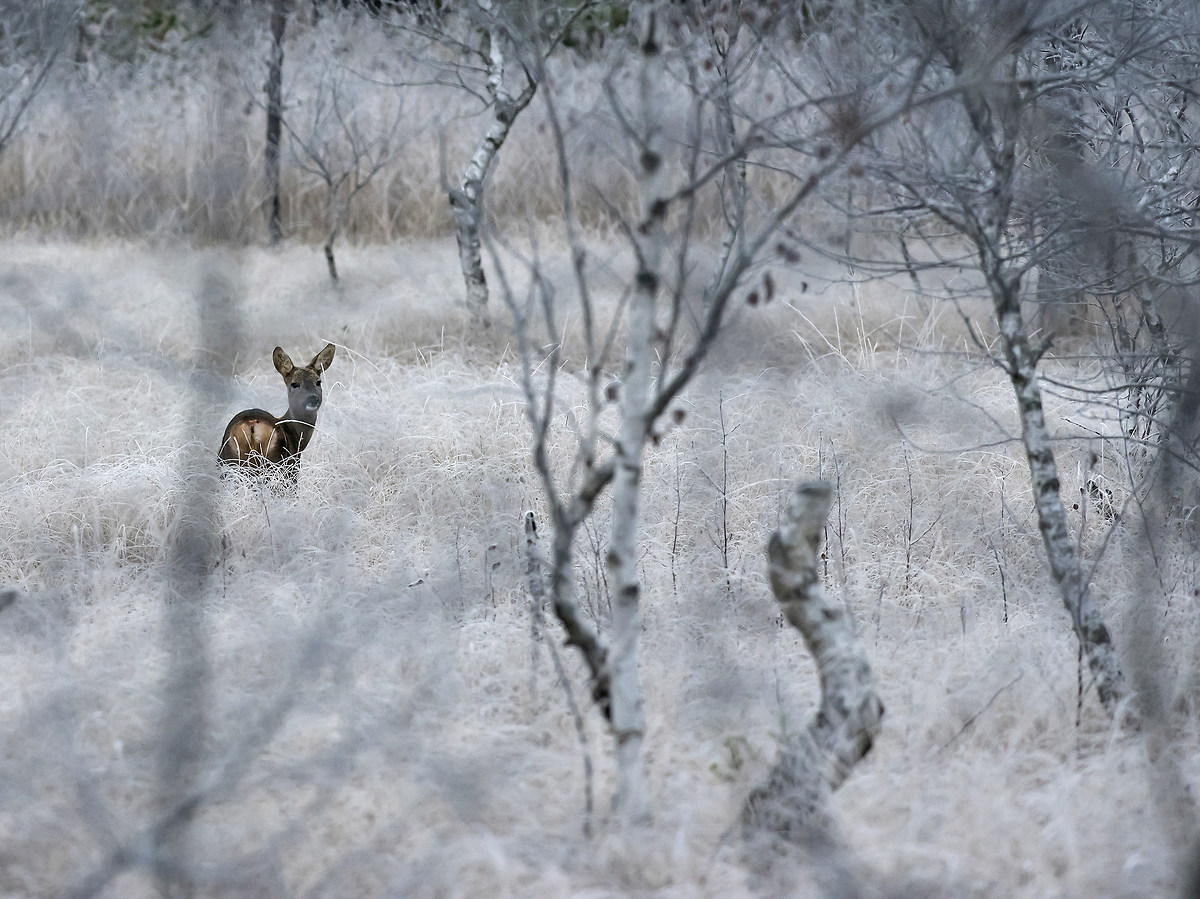 In the middle of the frost
