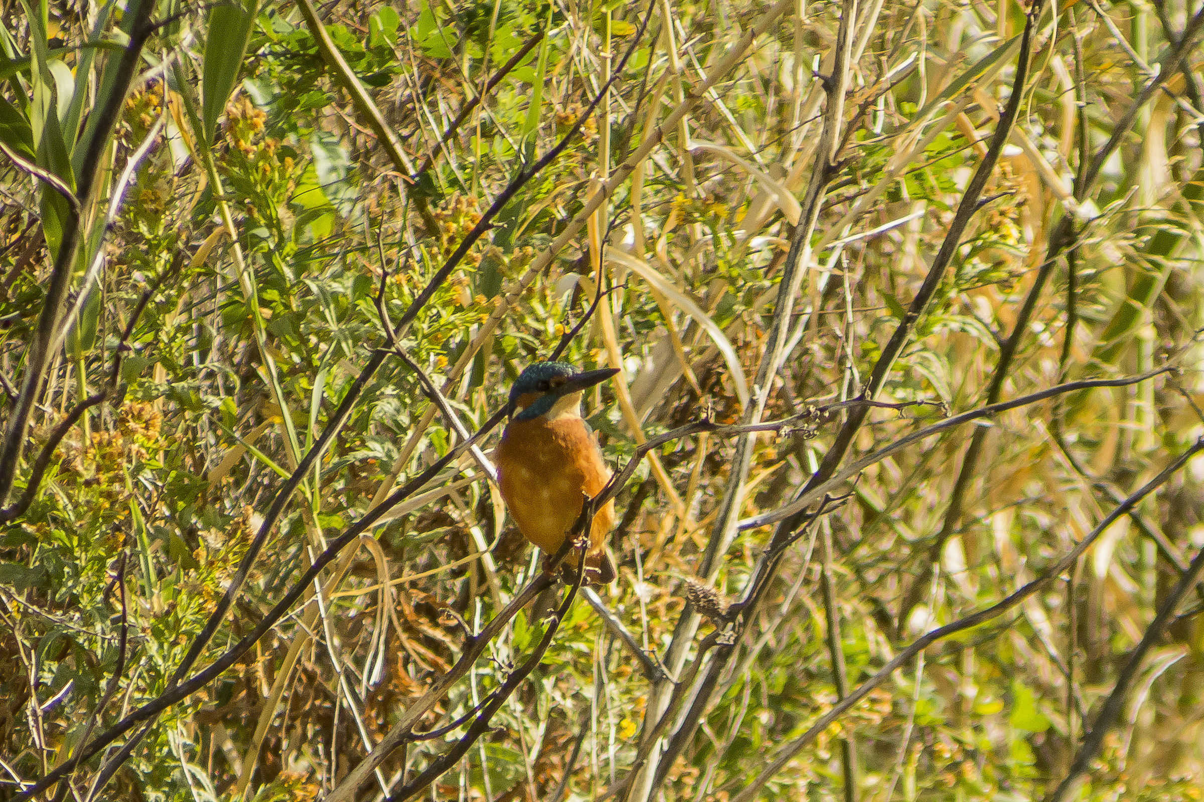 Kingfisher
