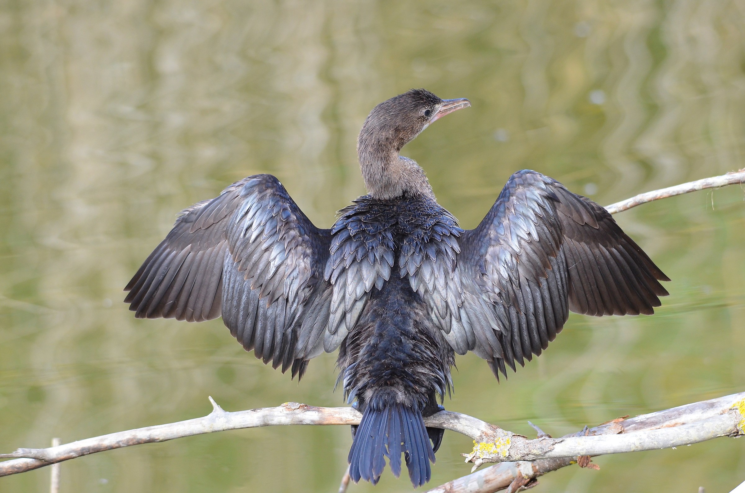 cormorant