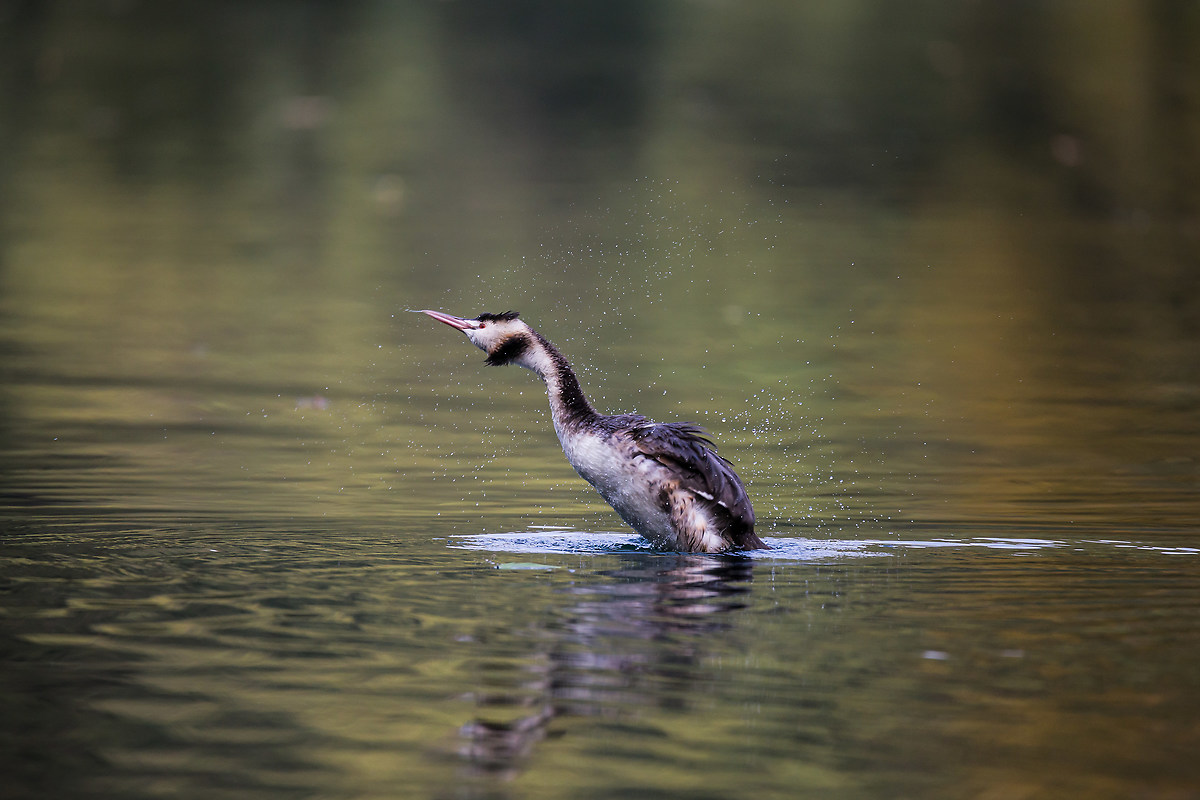 sgrullata autumn of grebe
