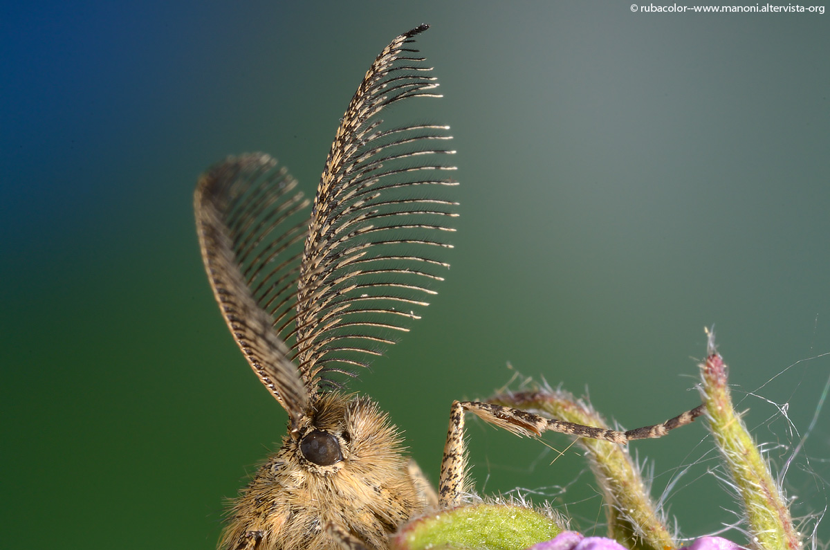 Antennas in the foreground