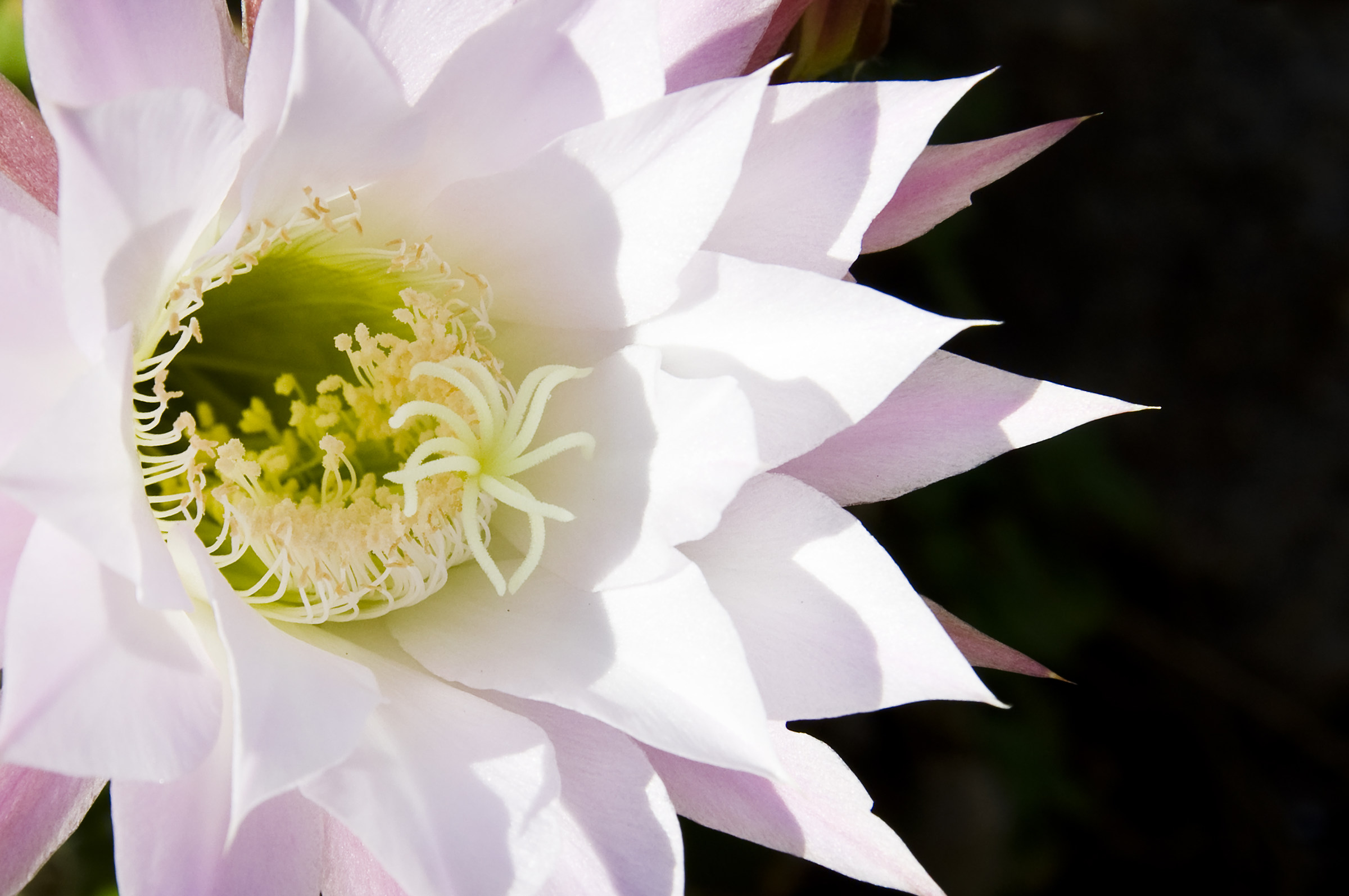 Cactus flower