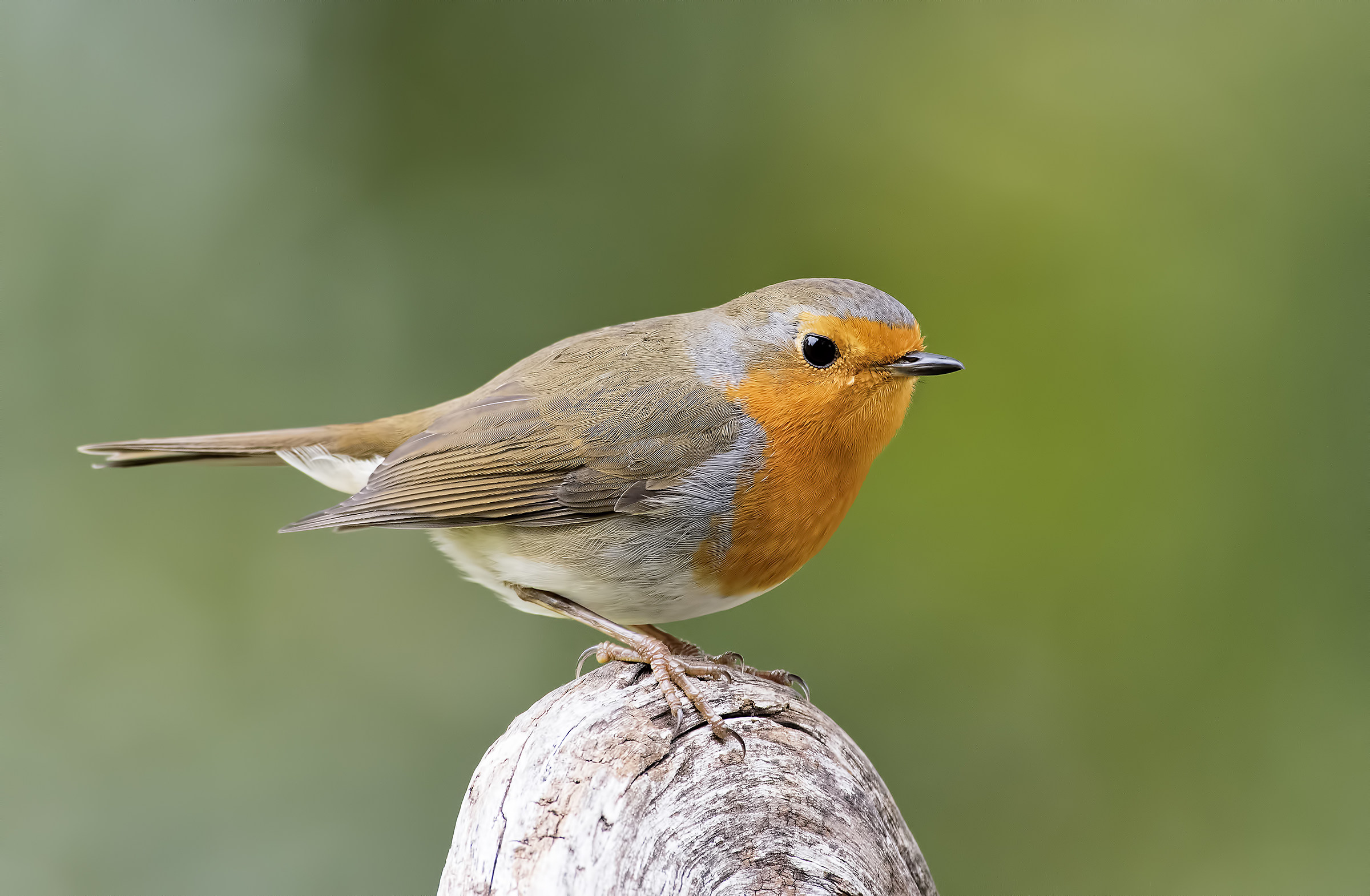 Stesso Petti più collaborativo!