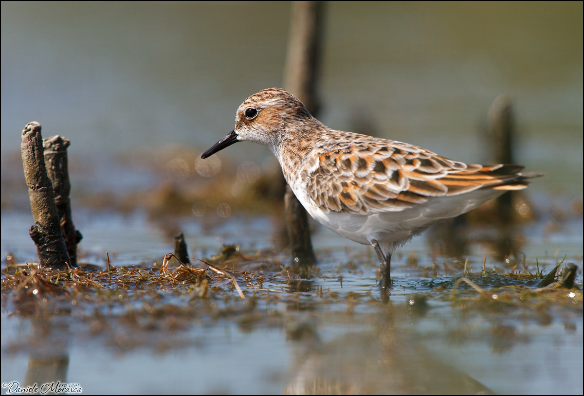 Gambecchio (Calidris minuta)