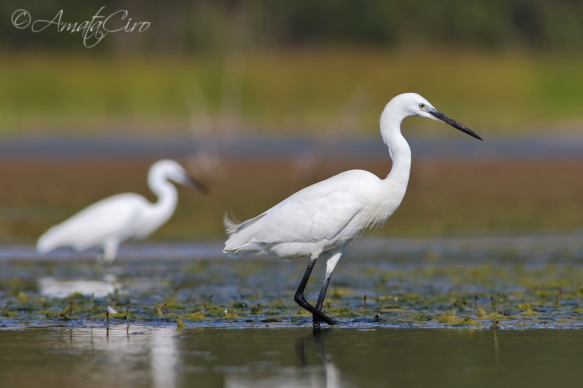 Garzette al tramonto