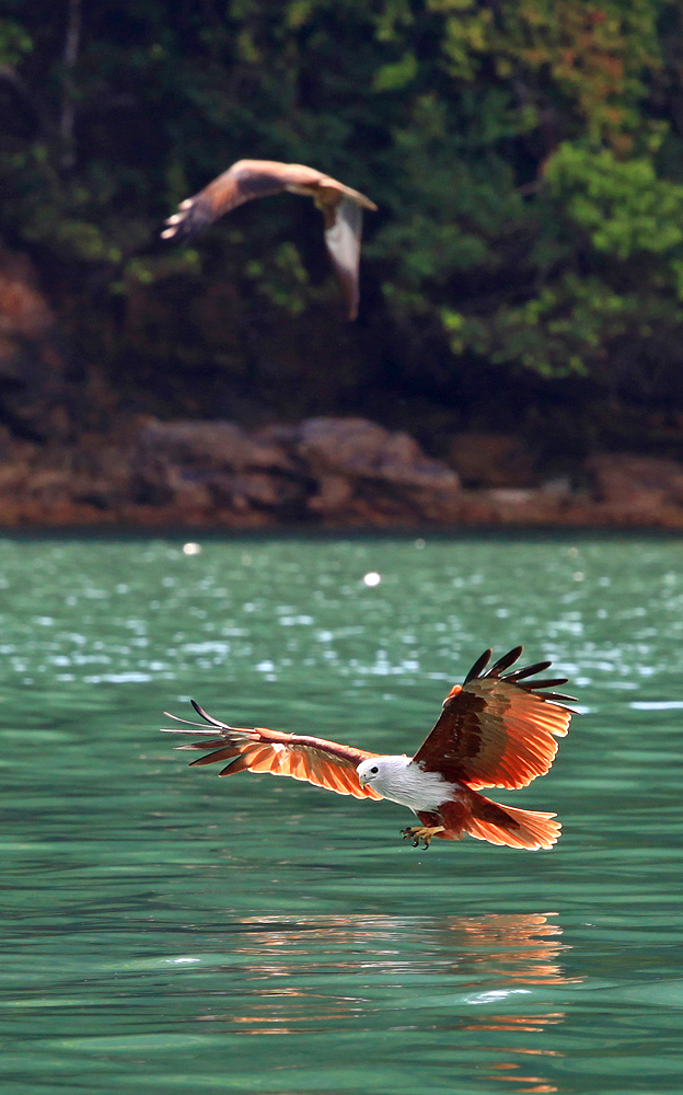 Palau Langkawi, aquile di mare
