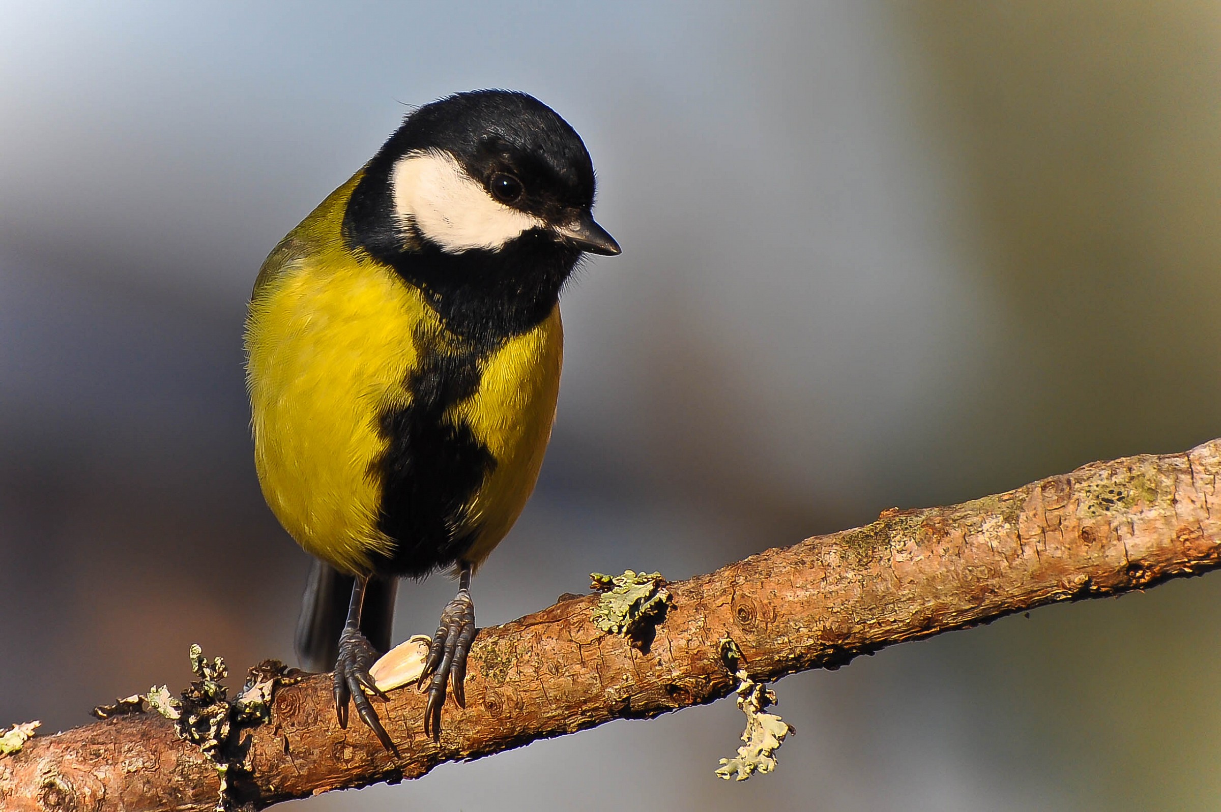 Great Tit