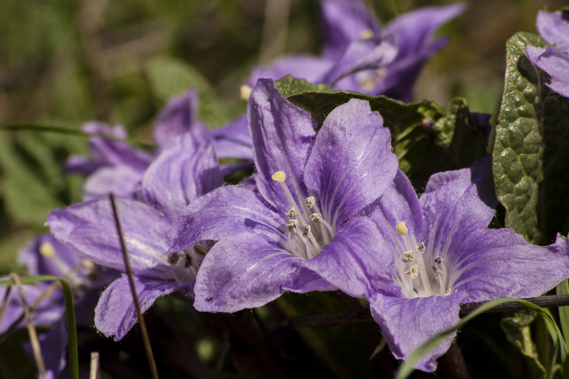 Mandragola autunnale (Mandragora autumnalis)