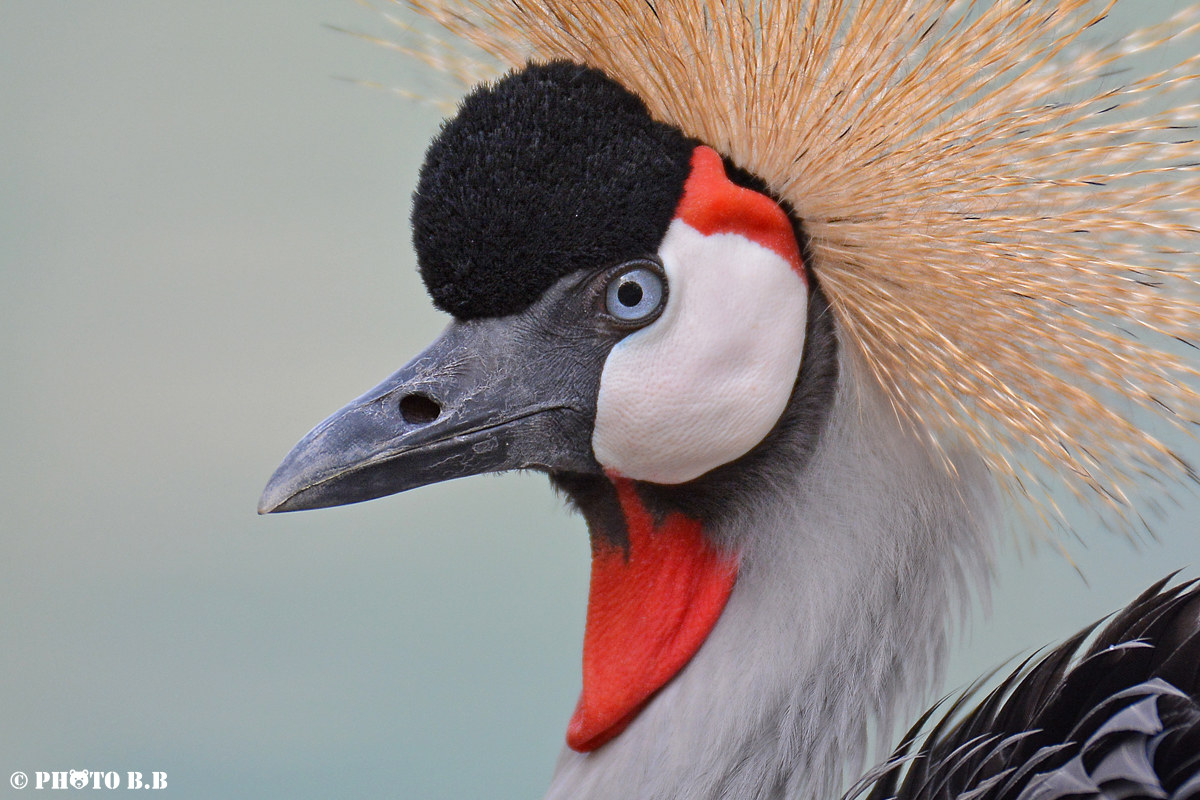 Portrait - Crowned Crane
