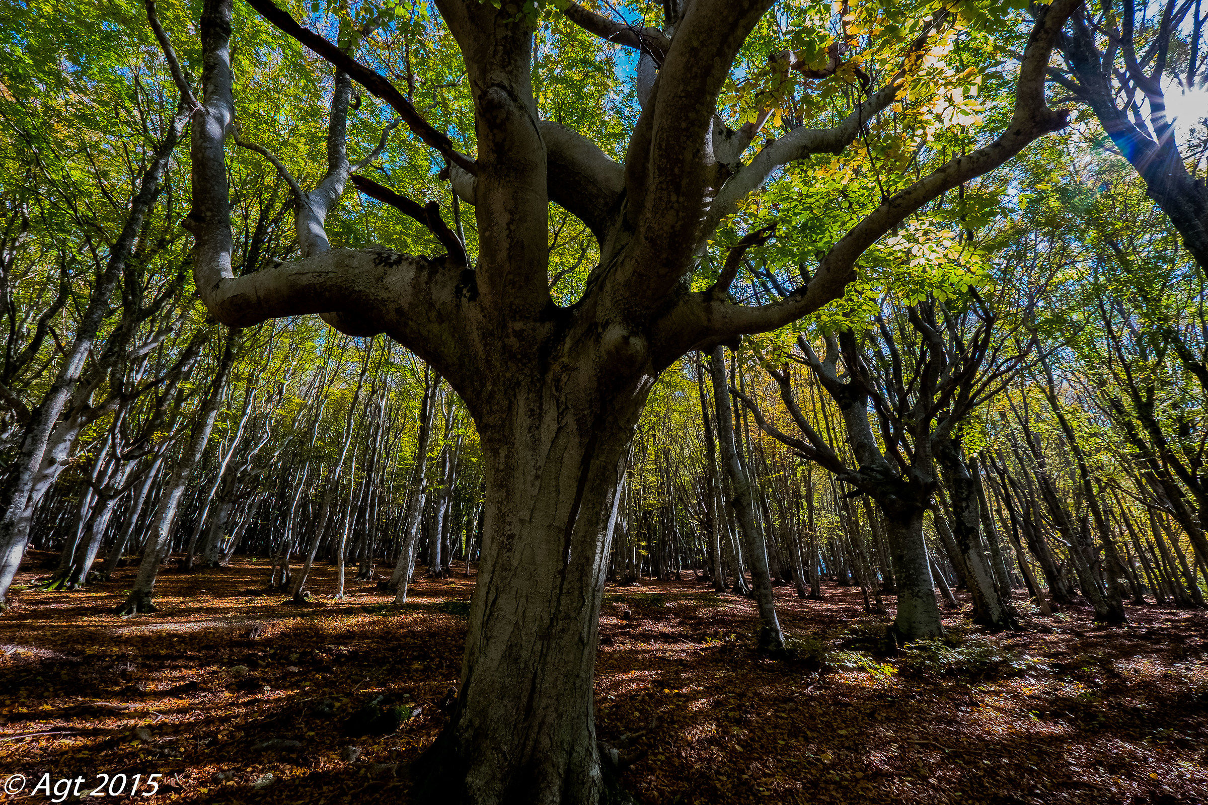 secular forest of Canfaito