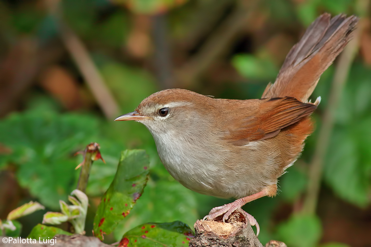 Usigniolo river (Cettia concepts)