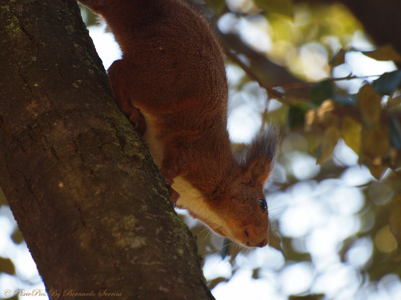 Sciurus vulgaris (red squirrel)