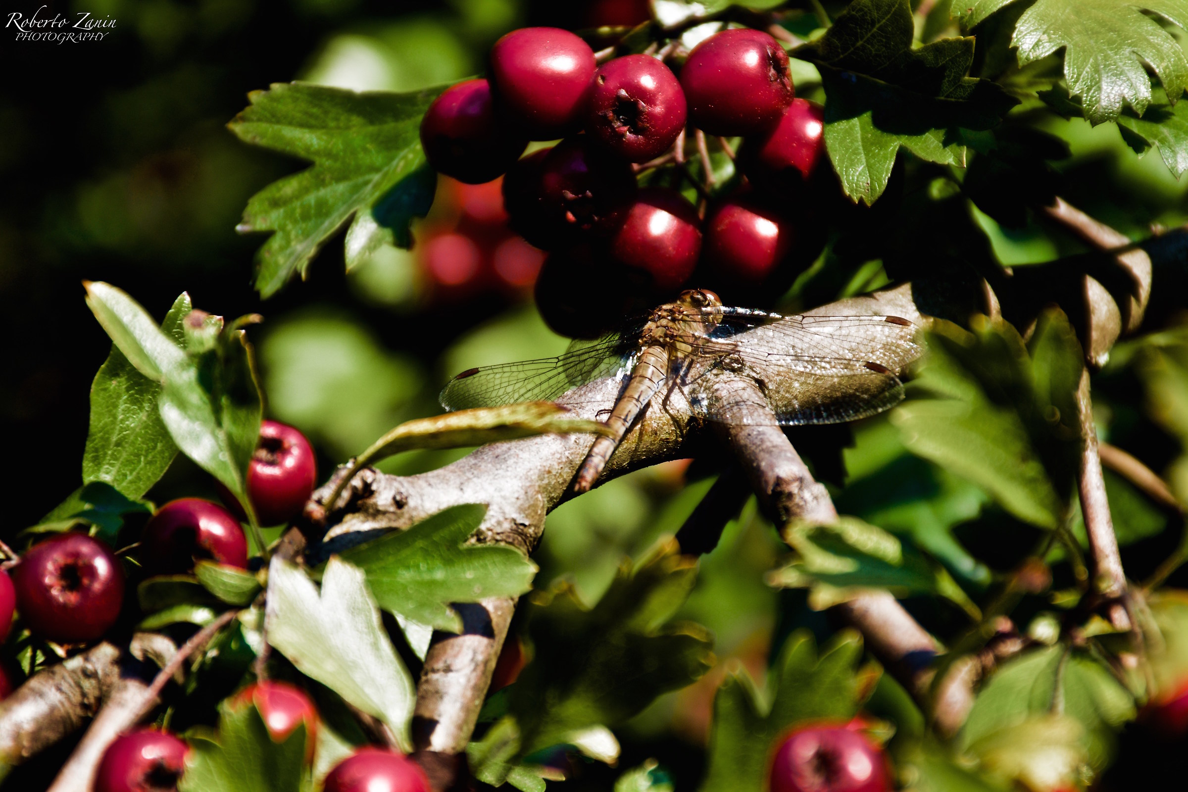 Tra le bacche autunnali