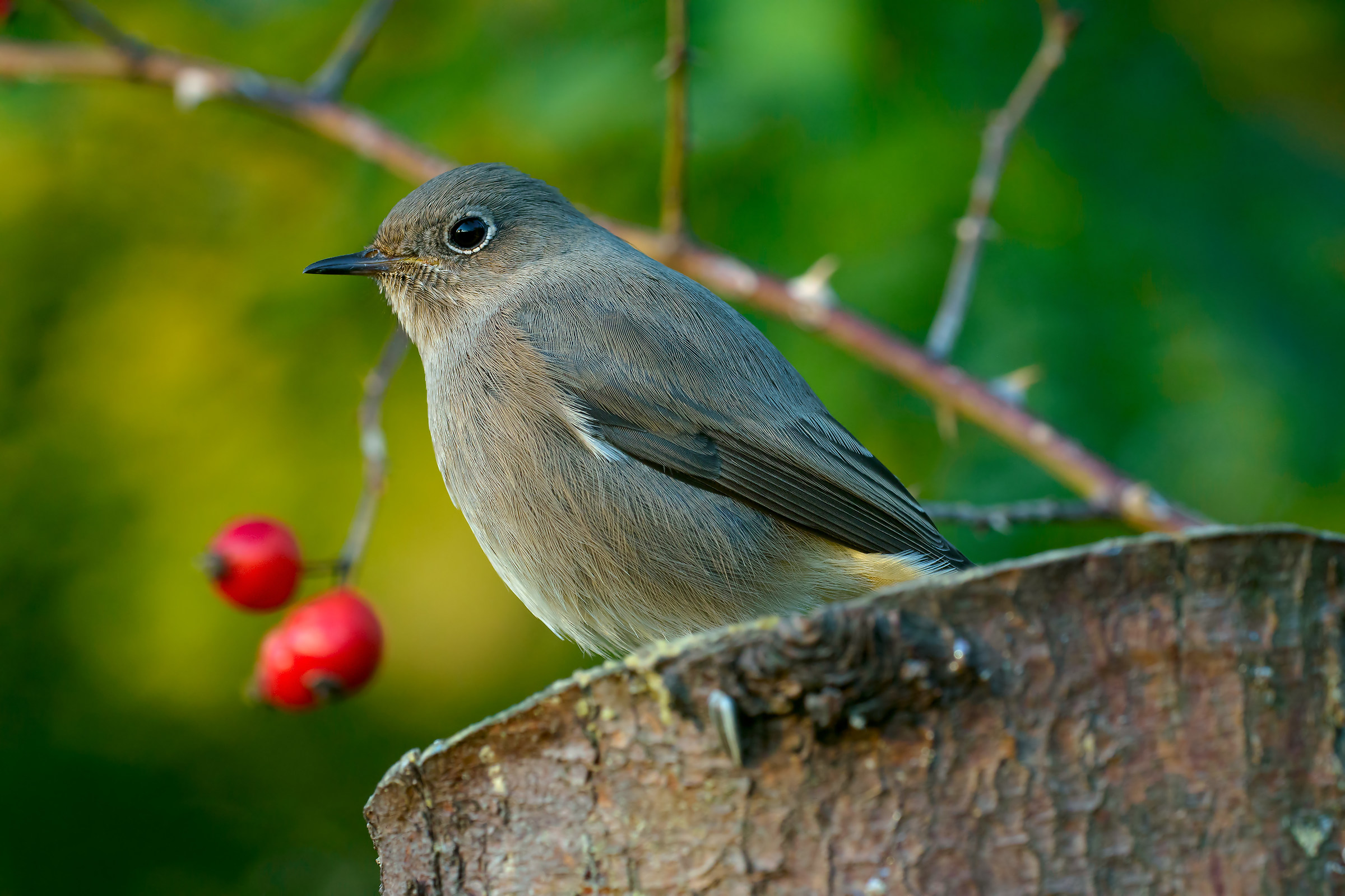 The berries and the redstart