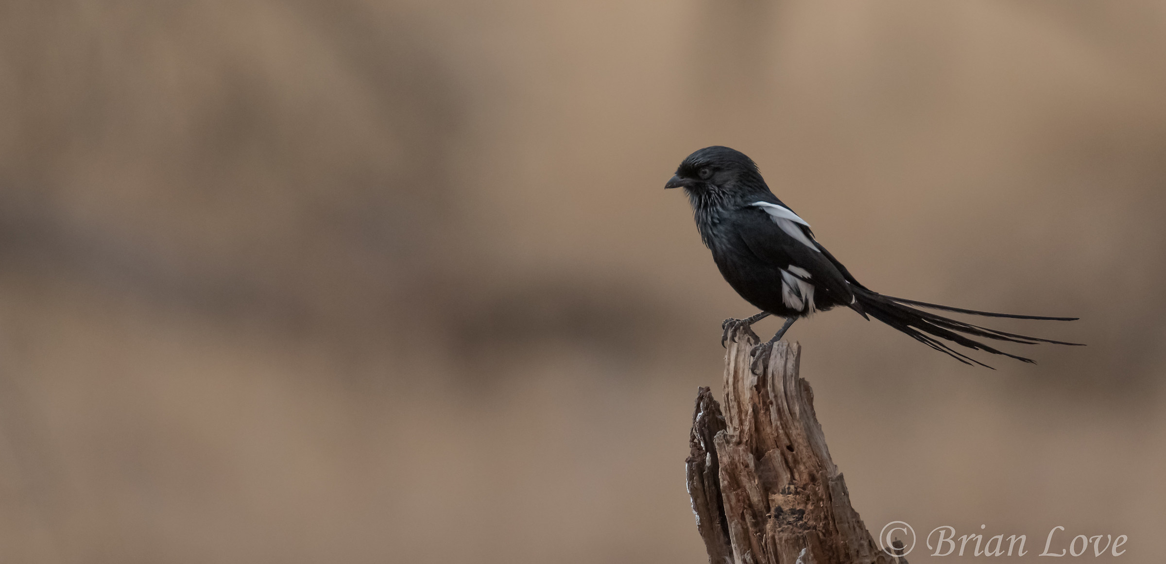 Magpie Shrike