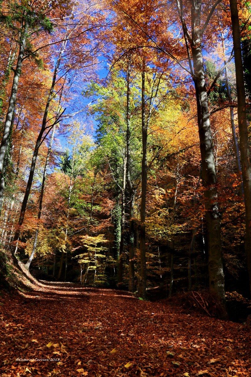 La strada nel bosco.
