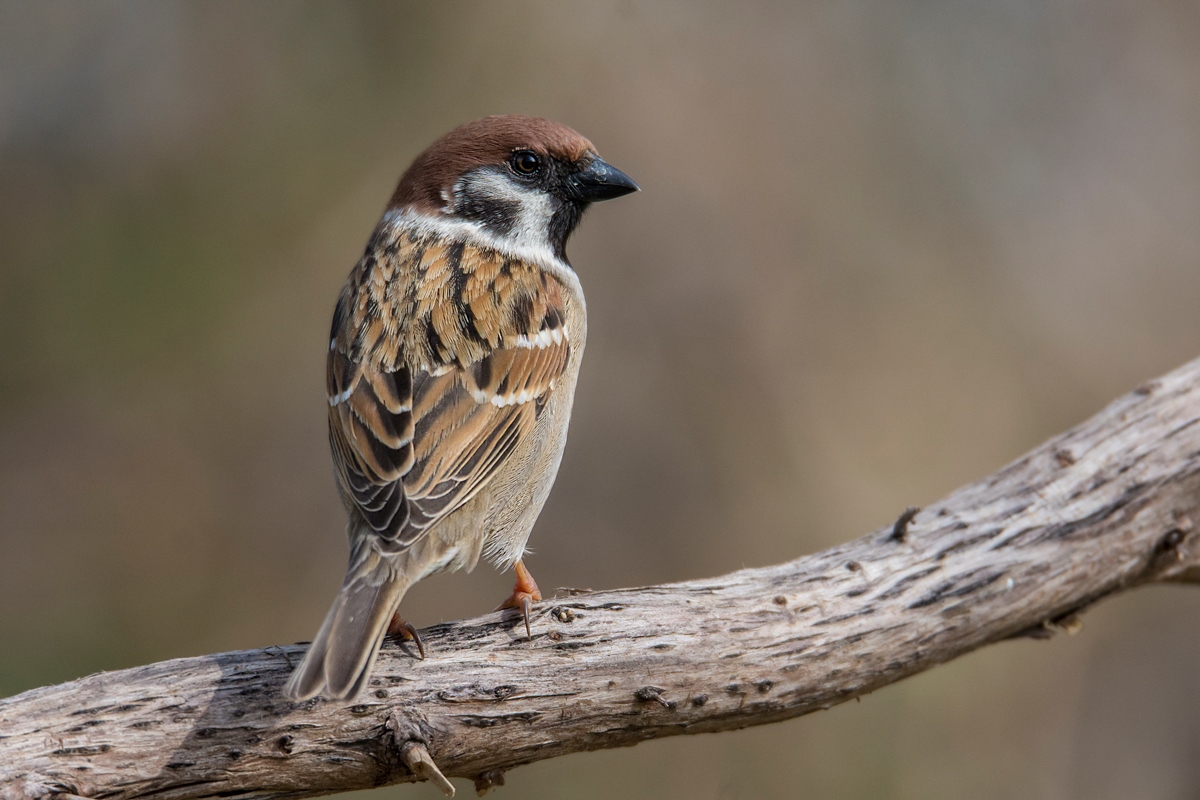 Common male sparrow.