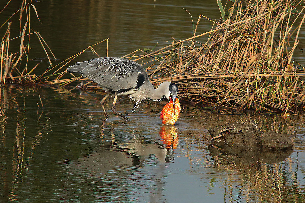Heron with fish