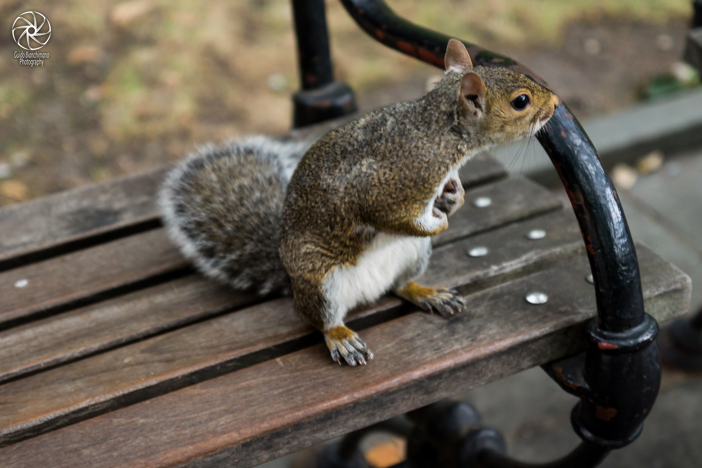 He said, "wait here !!"