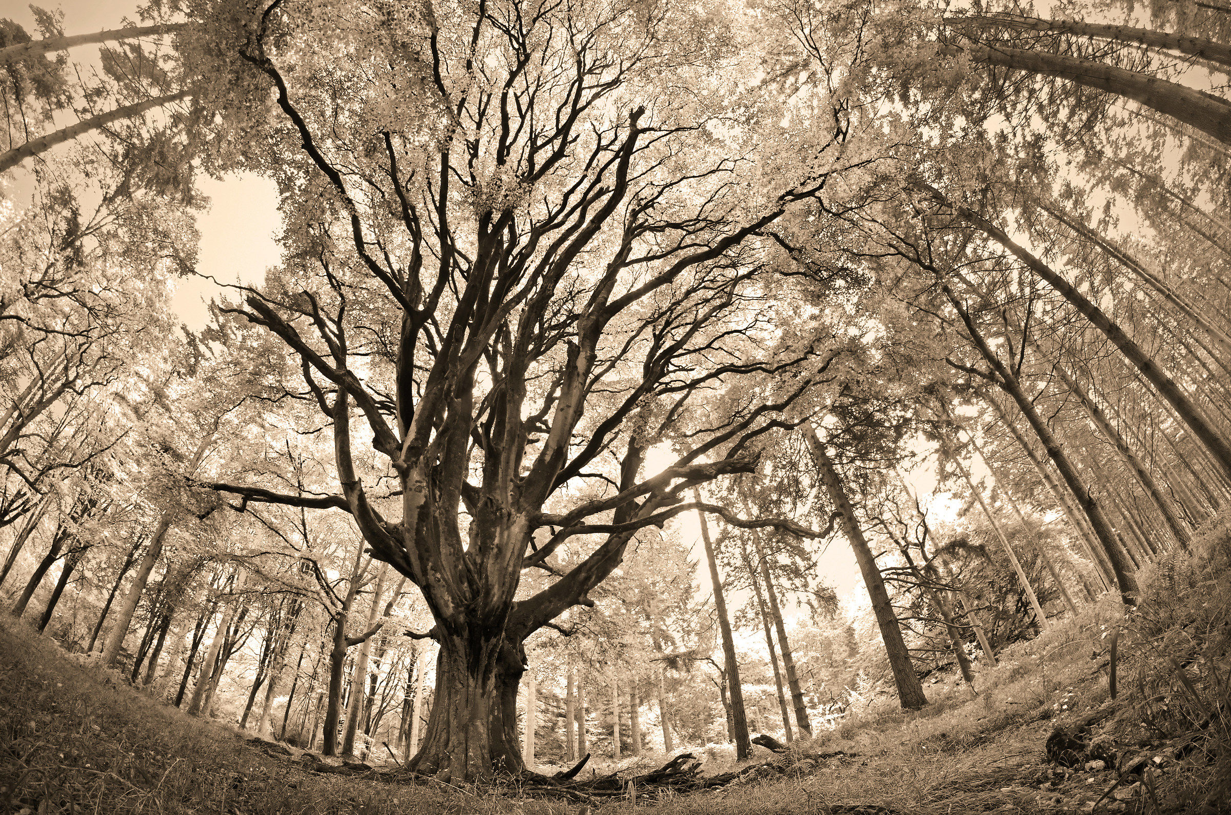 The Massive Old Beech Tree...