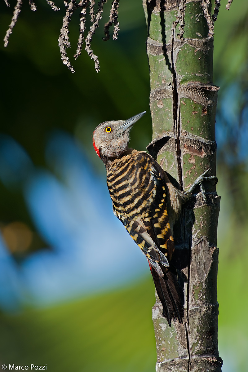 Picchio di Hispaniola