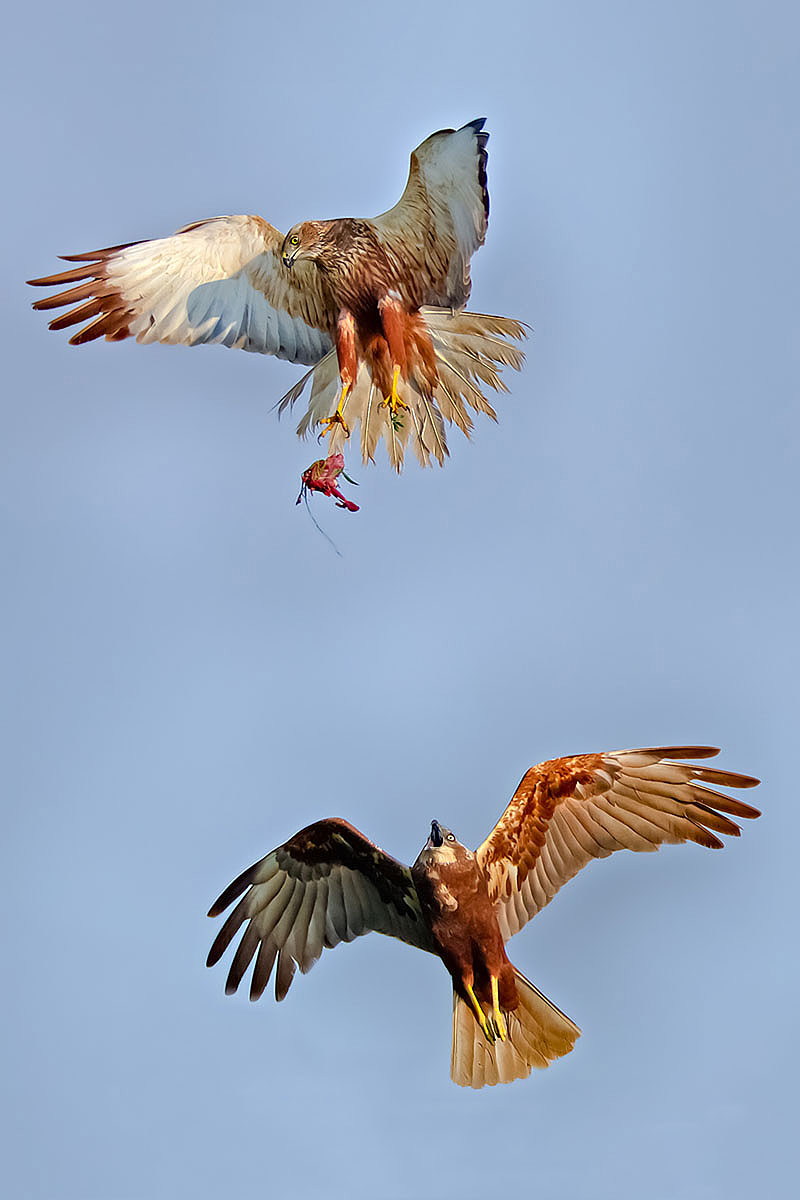 Breakfast coming home Hawks