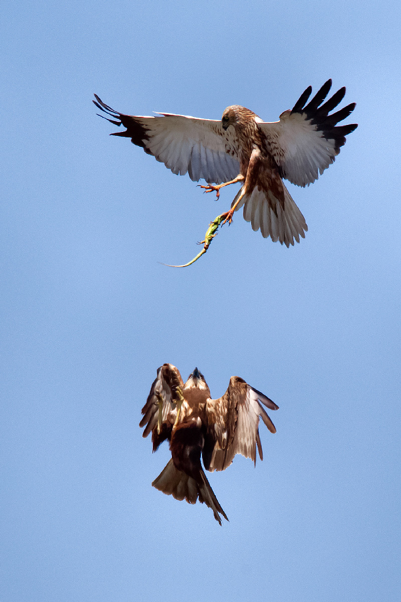 Hawks passing prey